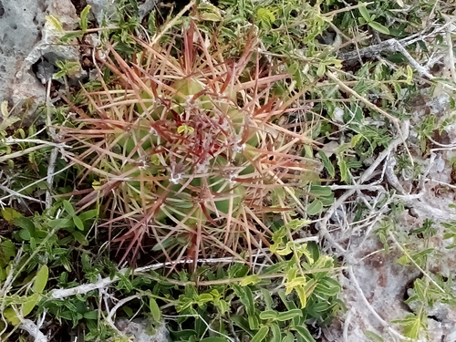 Melocactus acunae