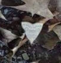 Chytolita morbidalis