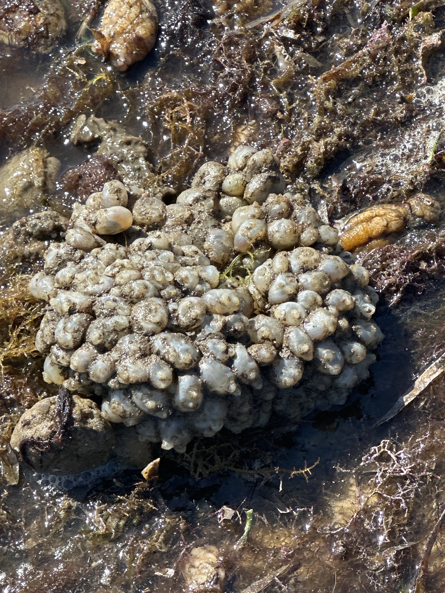 Molgula manhattensis (De Kay, 1843)