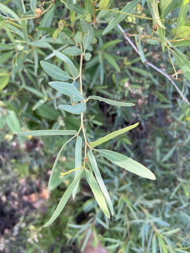 Rhoicissus revoilii, photograph 6