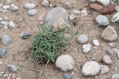 Dianthus crinitus, photograph (c) Eleftherios Katsillis, some rights reserved (CC BY)