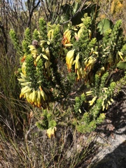 Liparia splendens comantha