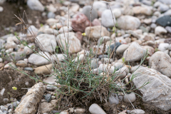 Dianthus crinitus, photograph (c) Eleftherios Katsillis, some rights reserved (CC BY)