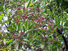 Ilex uraiensis