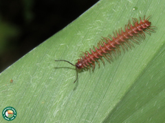 Cornalatini