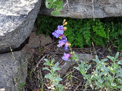 Penstemon azureus azureus