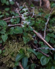 Platanthera brevicalcarata