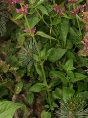 Agastache palmeri leonensis