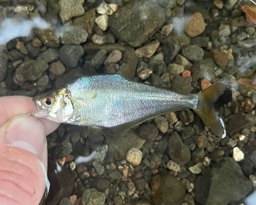 Glaszalm (Roeboides bouchellei) — Characidae — 2