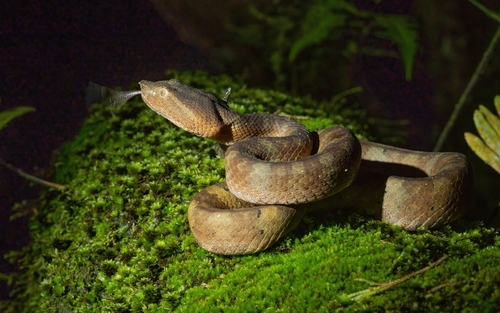 Photo of a Palm vit viper (Craspedocephalus wiroti)