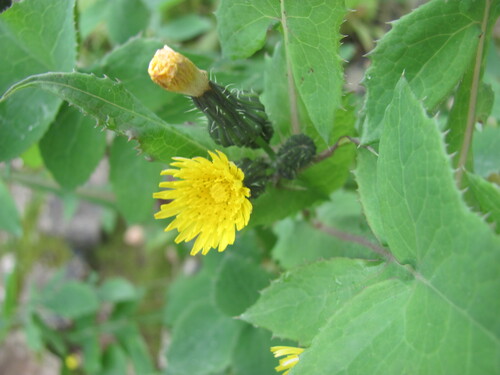 Sonchus oleraceus