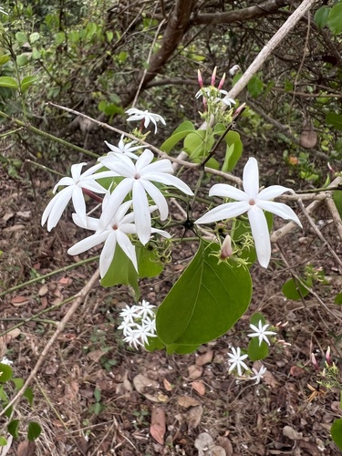Malabar jasmine (Jasminum malabaricum)