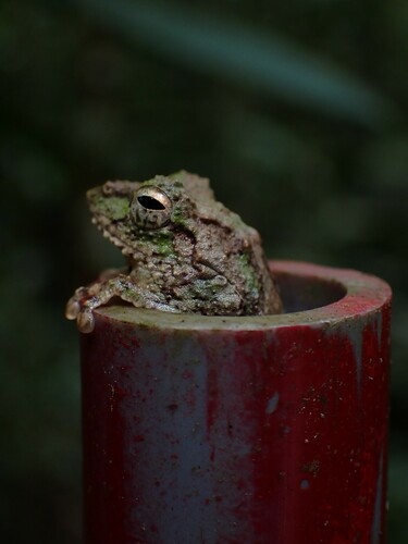 Bana Bubble-nest Frog, Kurixalus banaensis