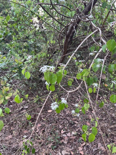 Jasminum malabaricum, photograph 3
