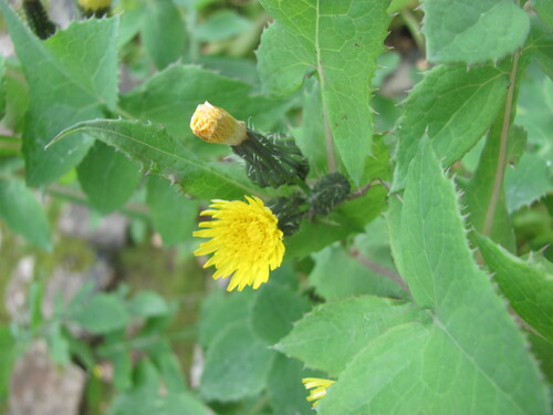 Sonchus oleraceus