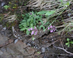 Pedicularis ikomai