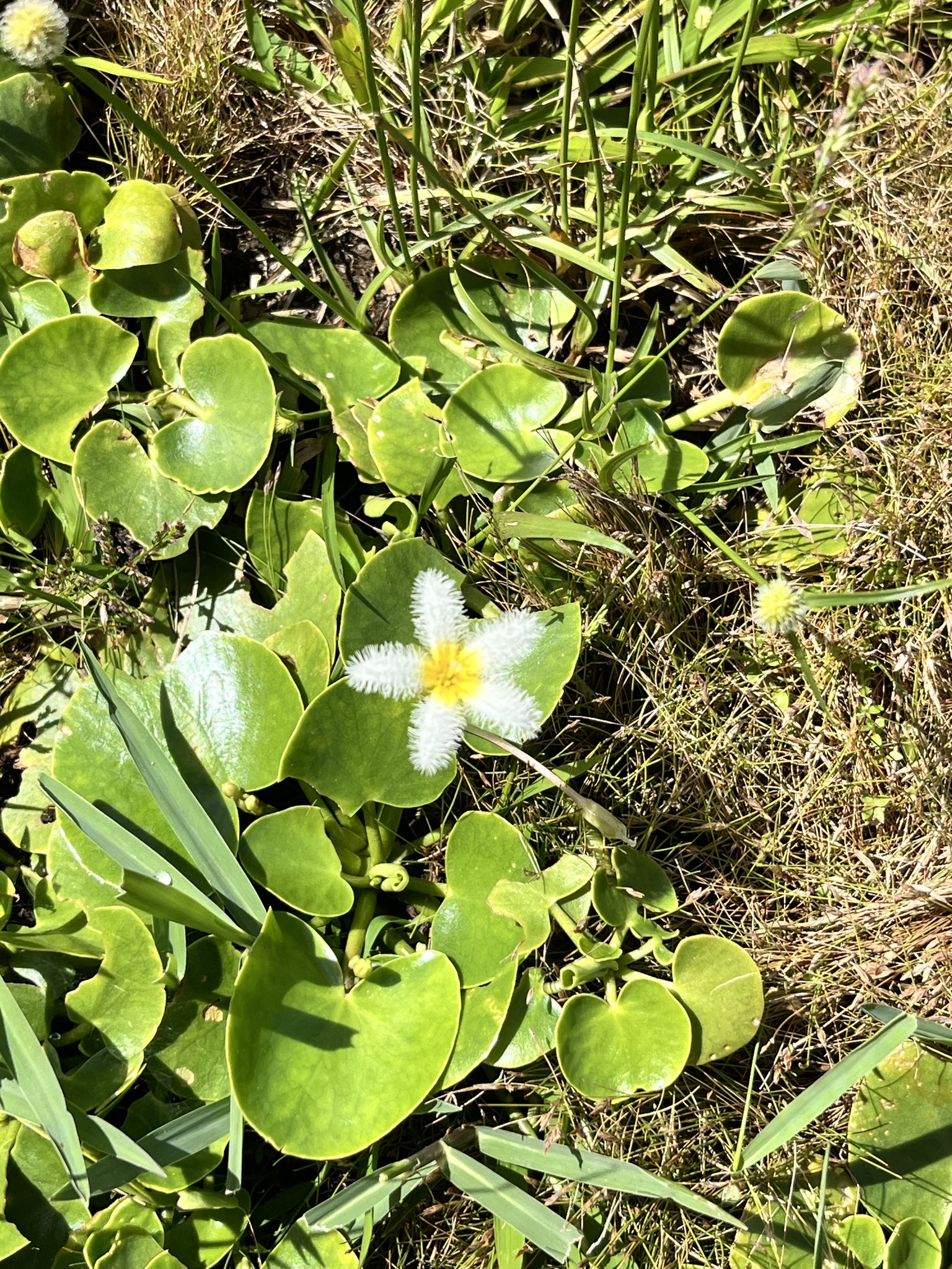 Nymphoides humboldtiana