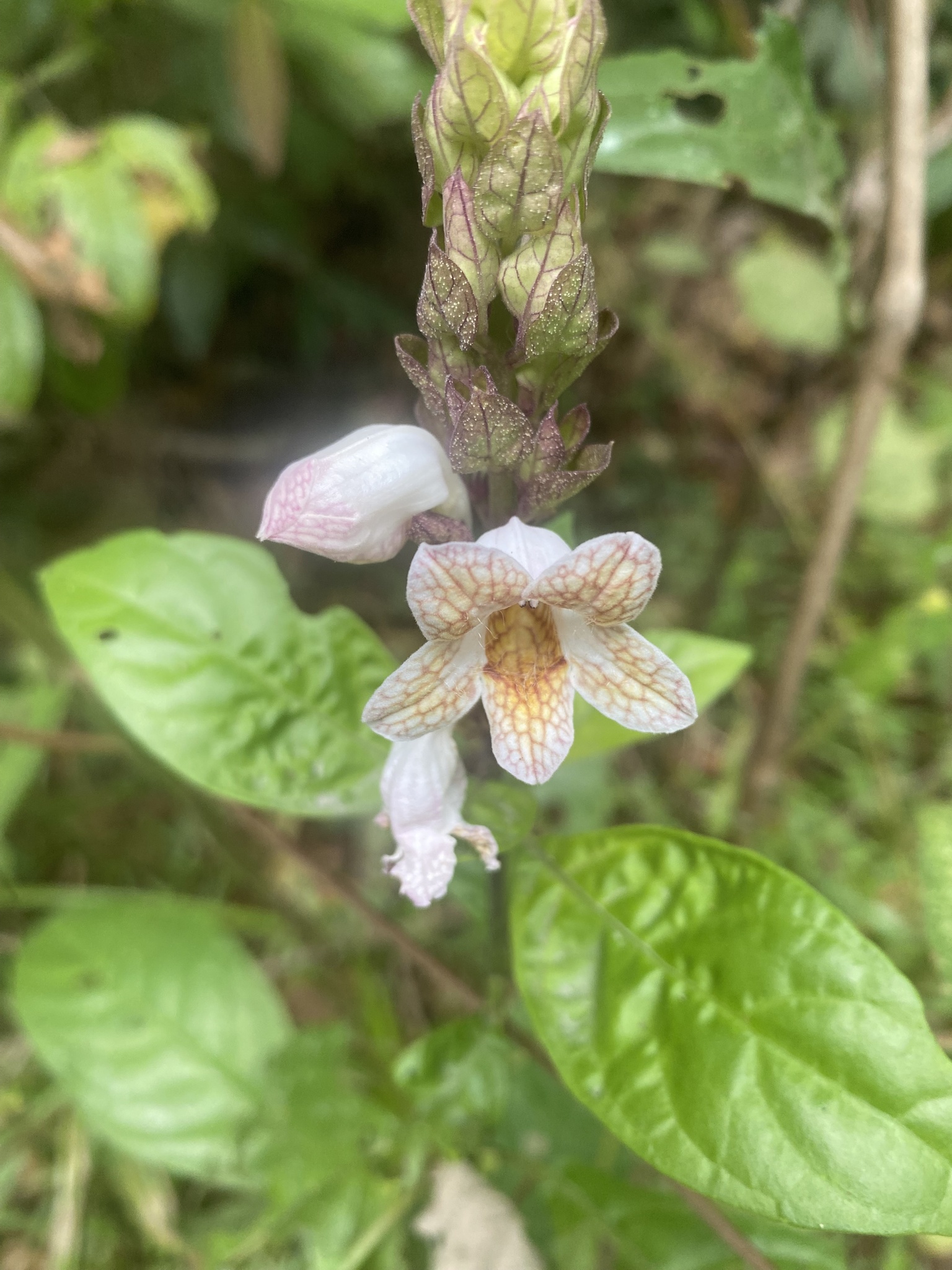 Phlogacanthus turgidus — ảnh 3