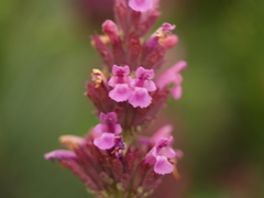 Agastache palmeri leonensis