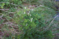 Thalictrum javanicum