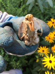 Sciuromorpha