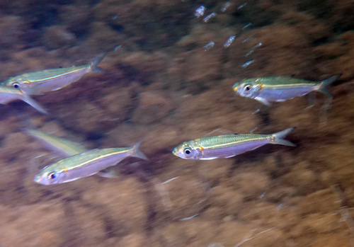 Loose-scaled sardine (Harengula humeralis) — Clupeidae — 4