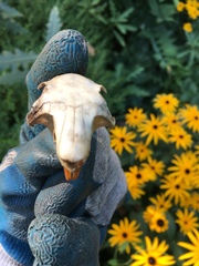 Sciuromorpha