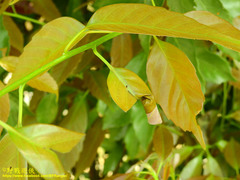 Agomadaranus pardaloides