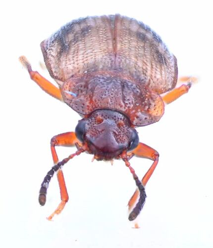Deinopteroloma subcostatum photo 2