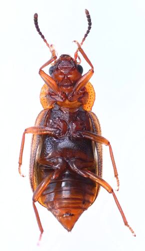 Deinopteroloma subcostatum photo 3