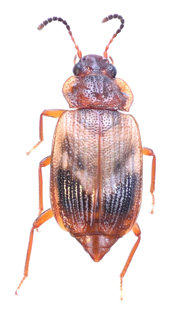 Deinopteroloma subcostatum