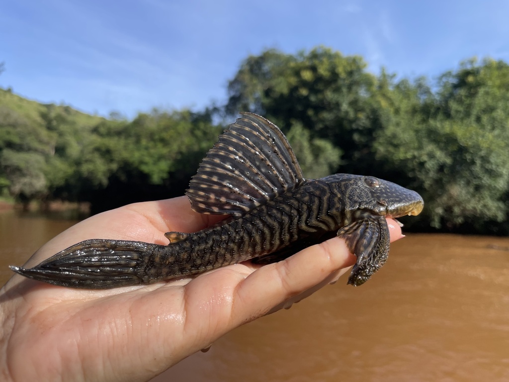 Hypostomus tietensis