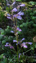Penstemon gracilentus