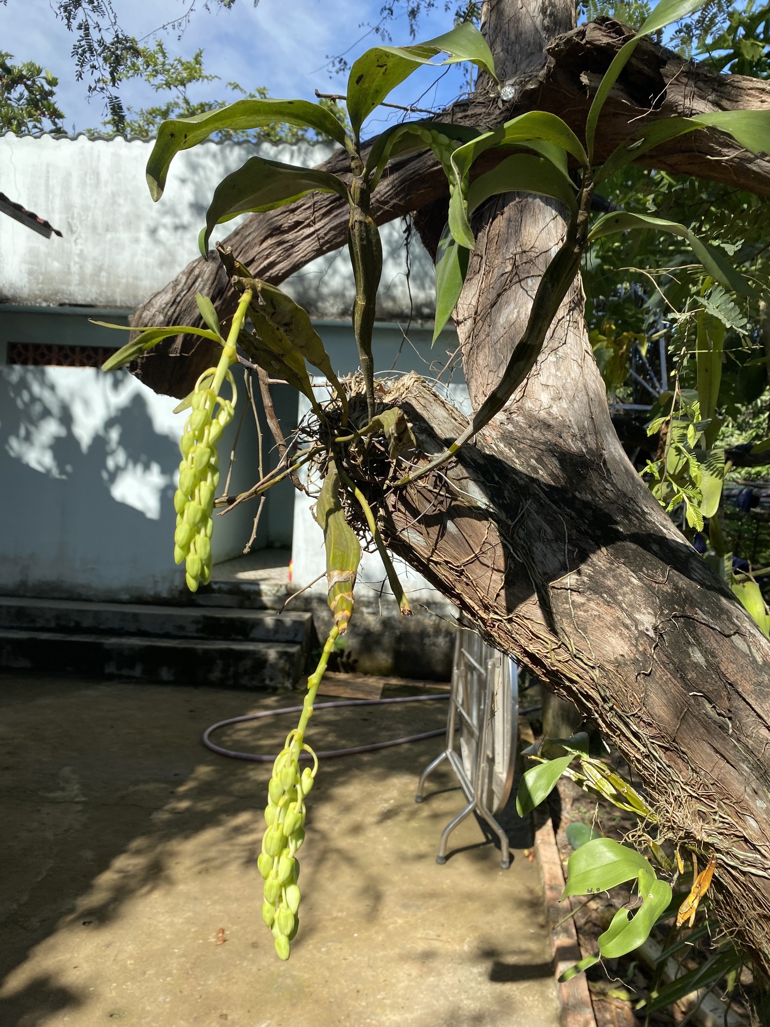 Dendrobium farmeri (Dendrobium farmeri)