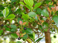Syzygium elliptifolium