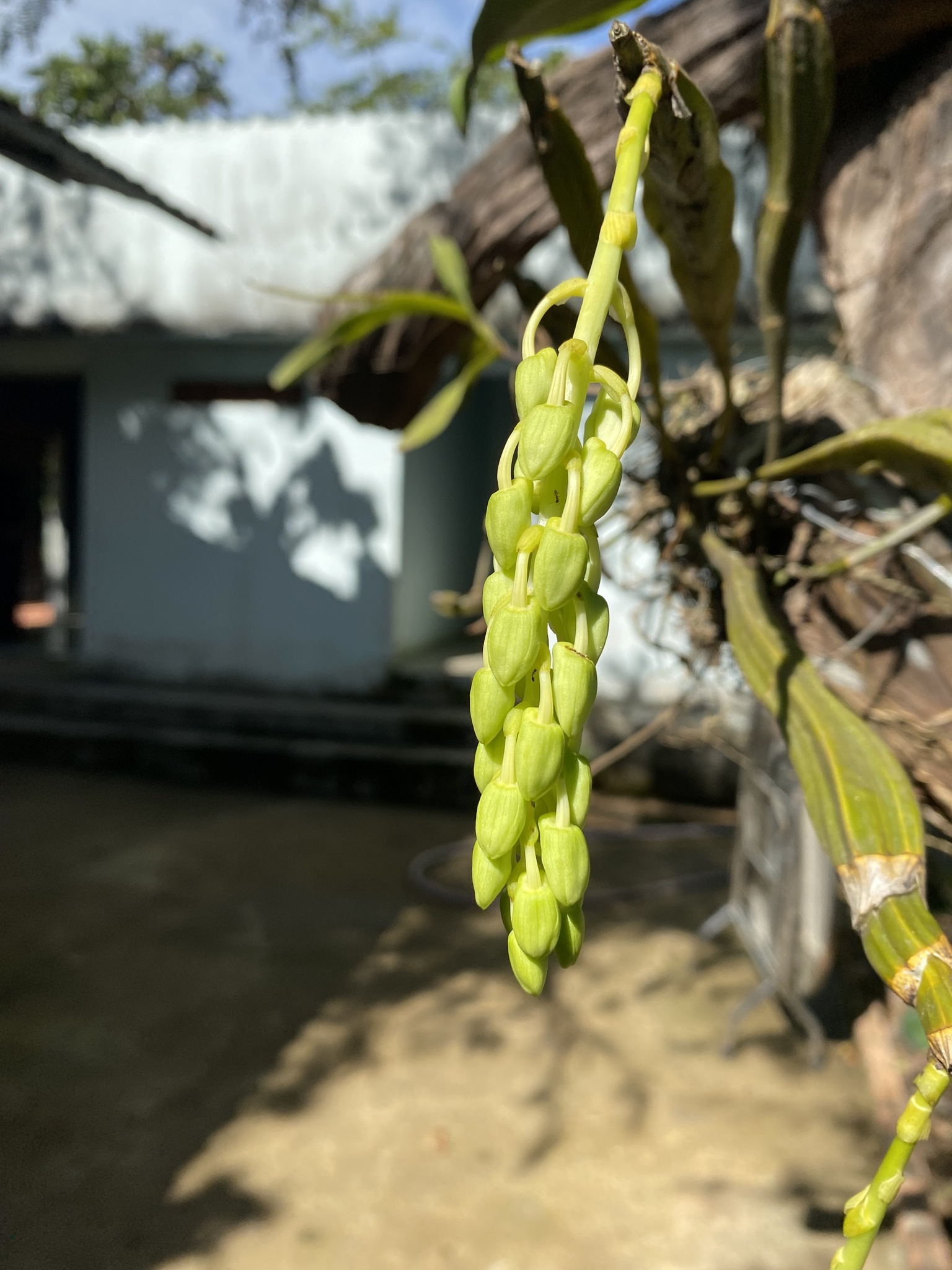 Dendrobium farmeri — ảnh 2