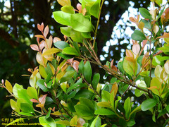 Syzygium elliptifolium