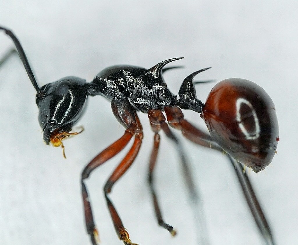 Polyrhachis mitrata