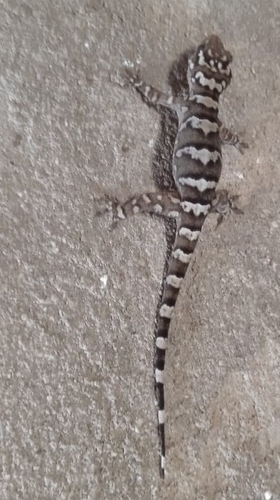 Peraiba Gecko, Phyllopezus periosus