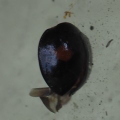 Chilocorus stigma
