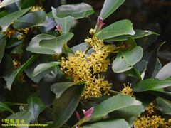 Ilex uraiensis