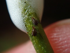 Aphis illinoisensis