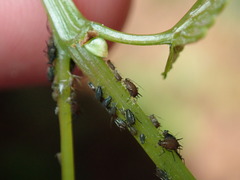 Aphis illinoisensis