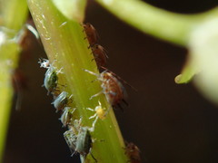 Aphis illinoisensis