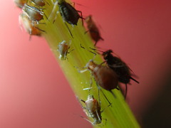 Aphis illinoisensis