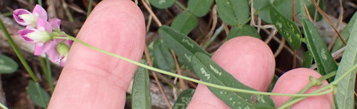 Image of Dolichos hastiformis by (c) Nicola van Berkel, some rights reserved (CC BY-SA)
