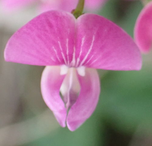 Dart Butterflypea (Dolichos hastiformis)