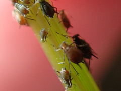 Aphis illinoisensis