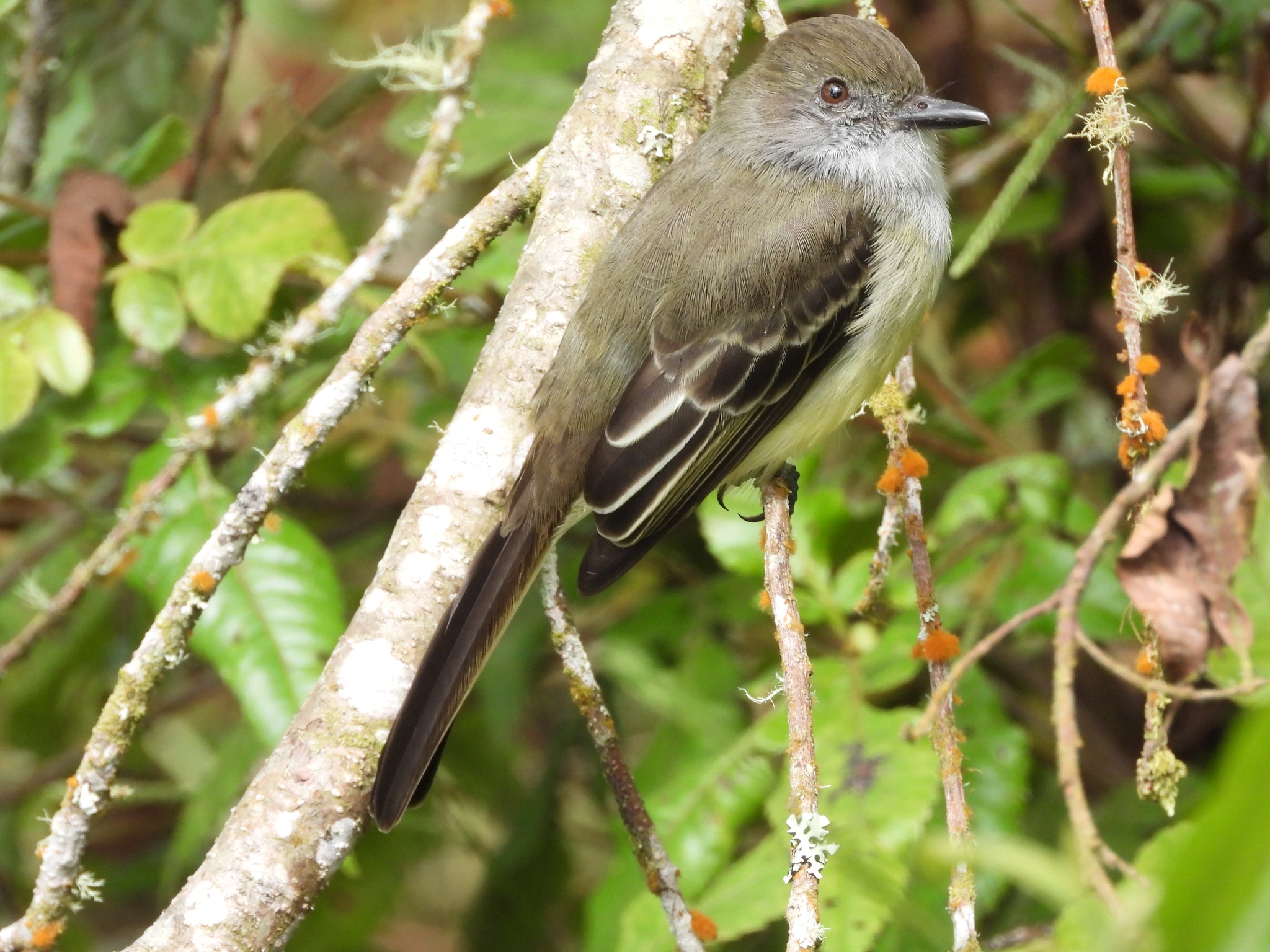 Pale-edged Flycatcher (Myiarchus cephalotes), photo 6