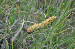 Hemileucinae